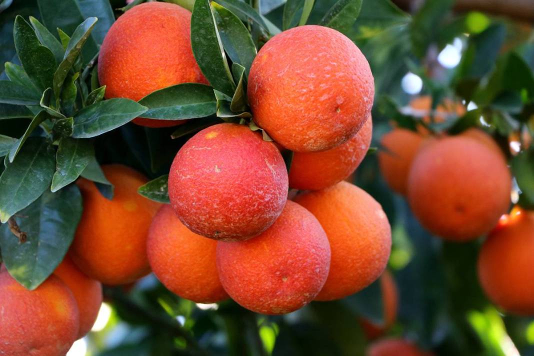 Bu portakal kan ağlıyor: Kilosu 12 TL! Yurt dışından yoğun talep görüyor 16